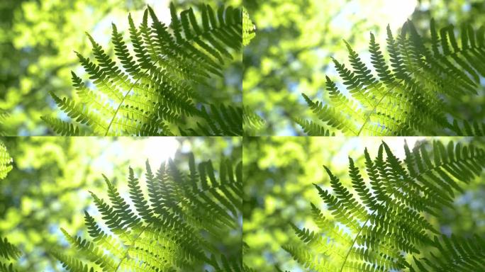 宏观: 明亮的阳光照射在茂密的树林深处摇曳的蕨类植物上