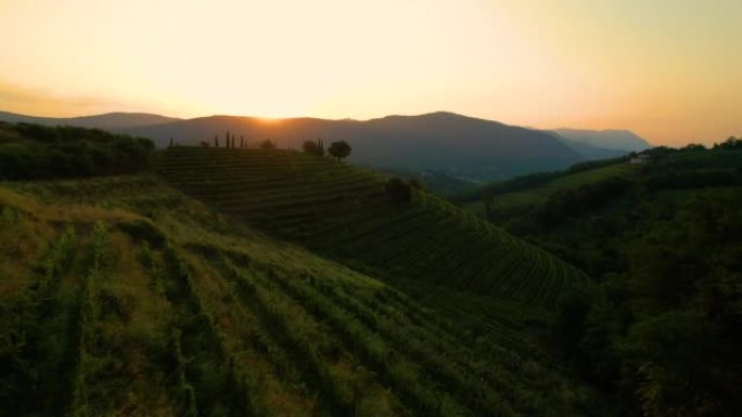 空中: 金色的傍晚阳光照耀着斯洛文尼亚郁郁葱葱的绿色葡萄园。
