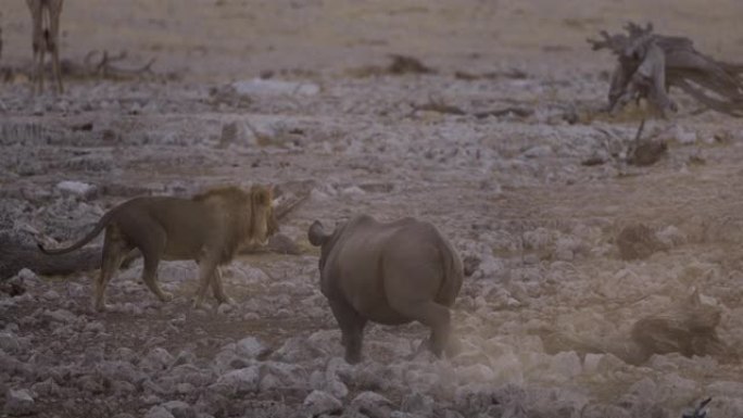 纳米比亚埃托沙国家公园黄昏时分，黑犀牛追逐雄狮远离水坑的慢动作视图