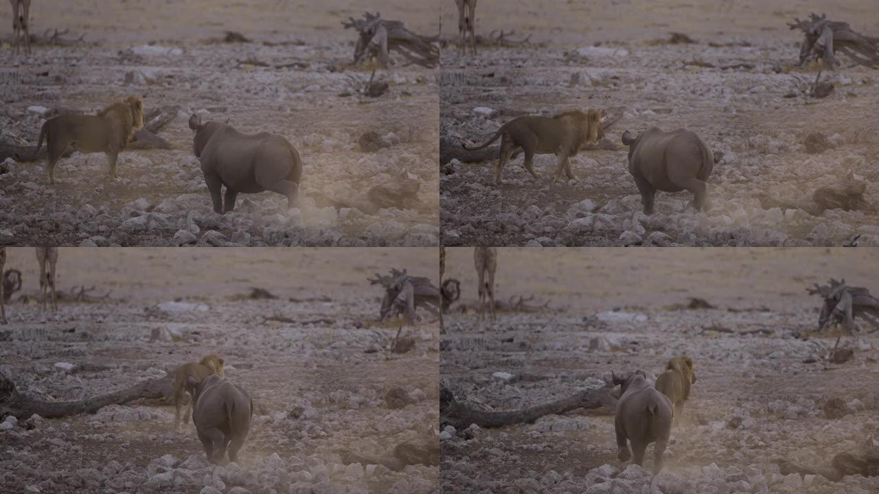 纳米比亚埃托沙国家公园黄昏时分，黑犀牛追逐雄狮远离水坑的慢动作视图