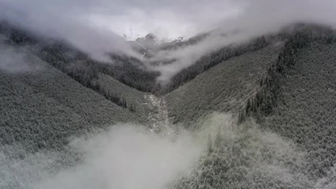 雪后森林起雾了雪林雪景雾凇