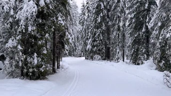 在乡间小路上穿越白雪覆盖的白色森林