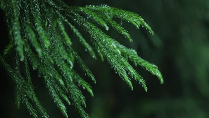 雨天雨景下雨天雨中的树叶