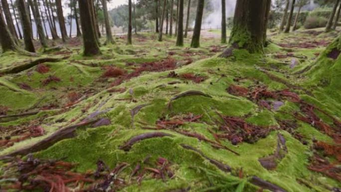 葡萄牙亚速尔群岛圣米格尔岛的地面和树干上的绿色苔藓。在魔法森林的树丛中漫步。万向节射击，4K