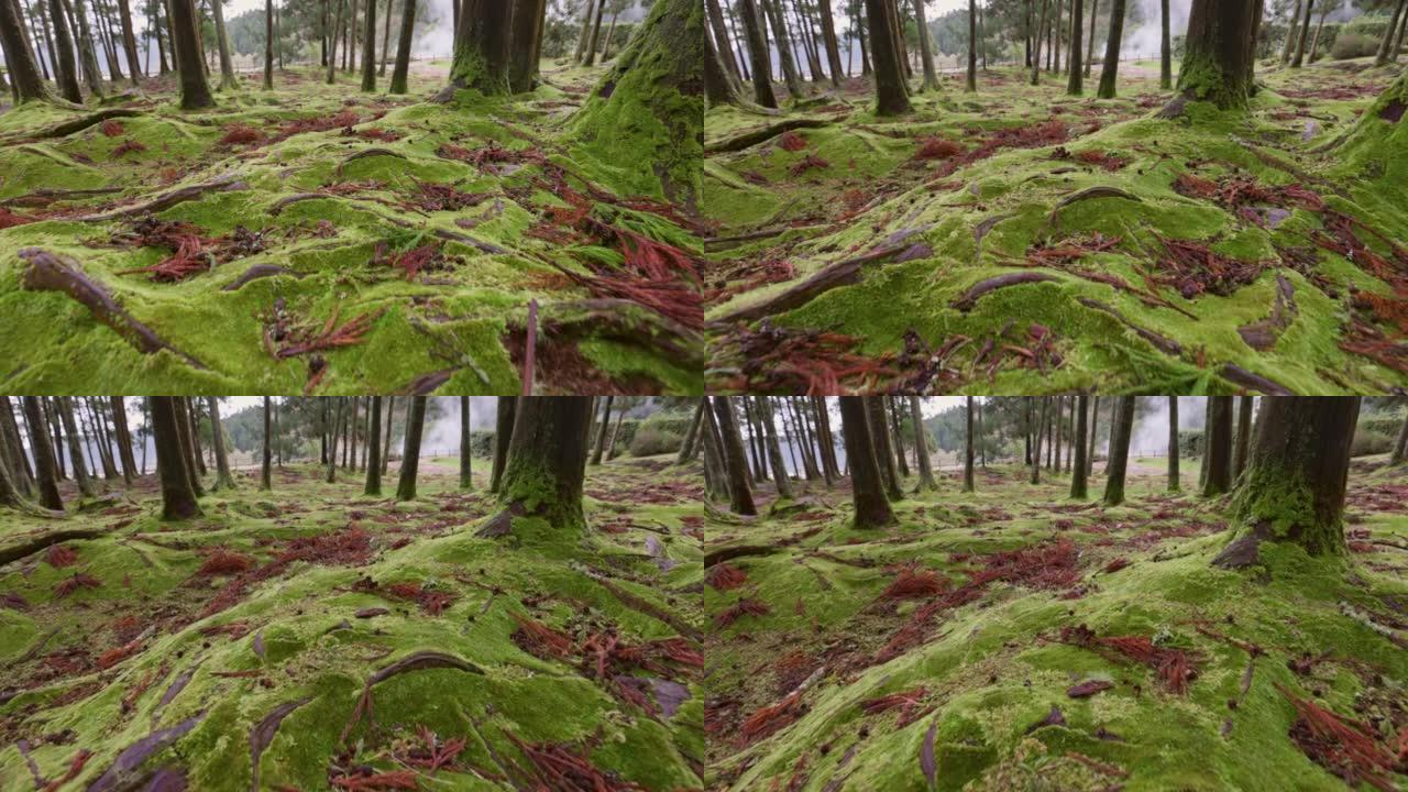 葡萄牙亚速尔群岛圣米格尔岛的地面和树干上的绿色苔藓。在魔法森林的树丛中漫步。万向节射击，4K