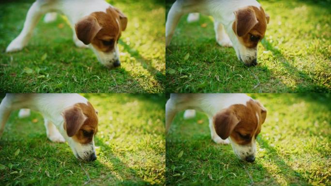 超级可爱的血统杰克罗素梗狗在绿色草坪上嗅了嗅。快乐的小狗在后院玩得开心。户外晴天