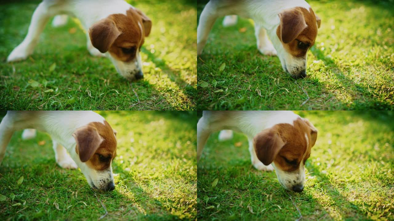 超级可爱的血统杰克罗素梗狗在绿色草坪上嗅了嗅。快乐的小狗在后院玩得开心。户外晴天