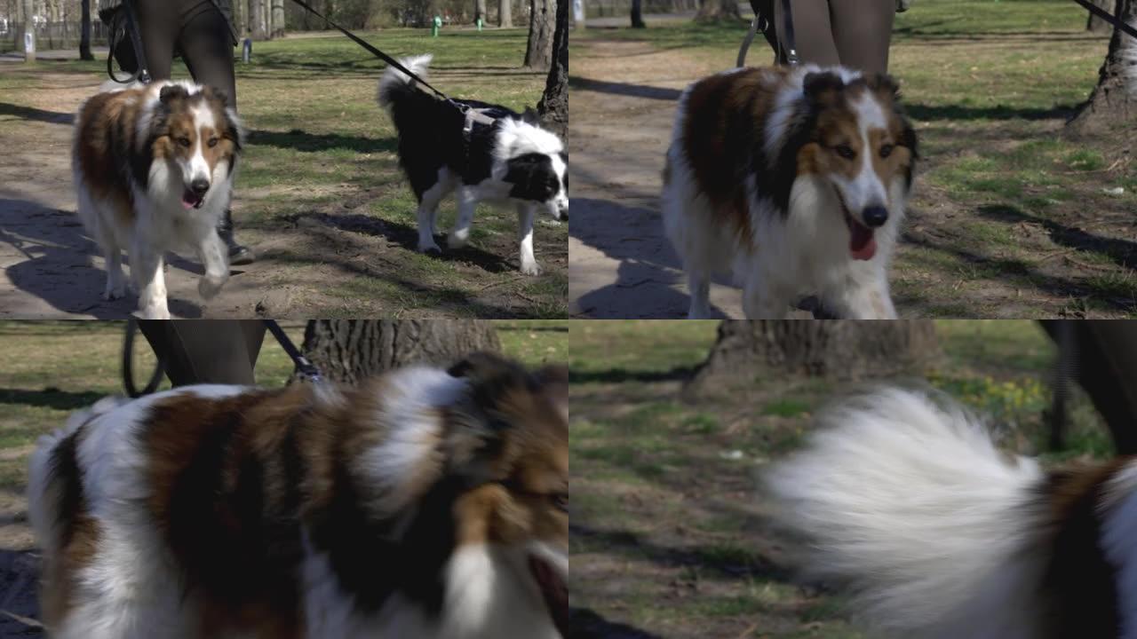 公园里有两只宠物狗的walk狗