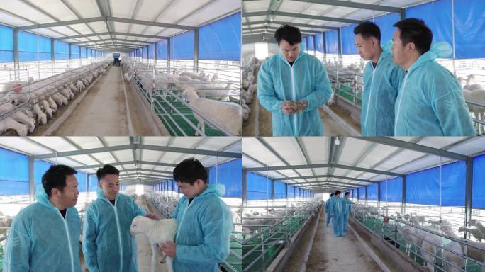 农业养殖羊镜头组【4K原创】