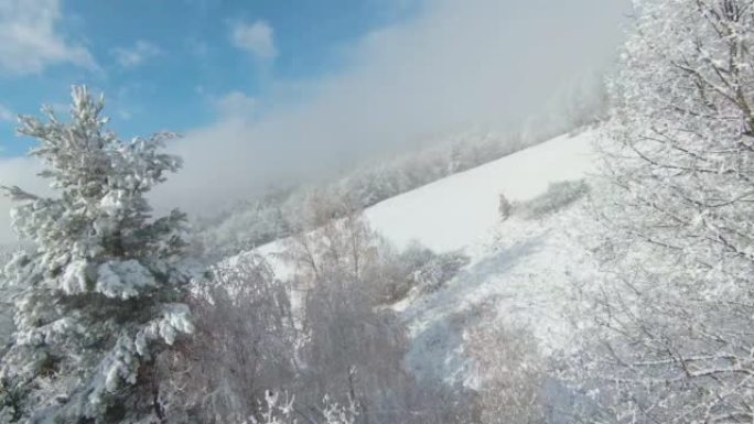 FPV无人机: 风景如画的林地地区，初雪后发光的落叶松树