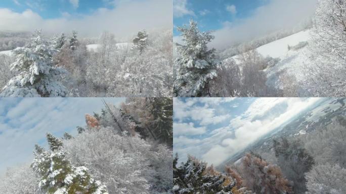 FPV无人机: 风景如画的林地地区，初雪后发光的落叶松树