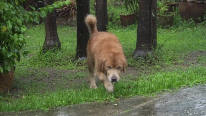 4k金毛猎犬在前院或后院的家中在雨中散步