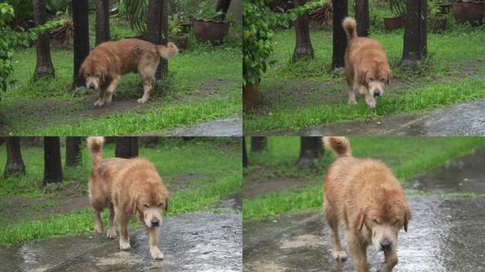 4k金毛猎犬在前院或后院的家中在雨中散步