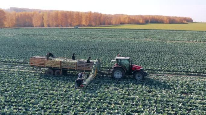 农业机器和农民正在收获白菜田