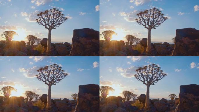非洲纳米比亚颤抖的树木和岩石上的田园诗般的日落