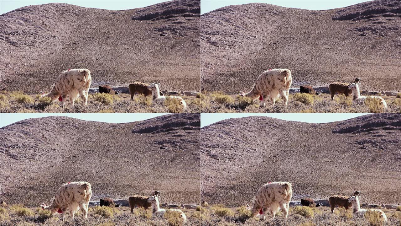 在南美阿根廷Jujuy省的一块土地上的大羊驼。