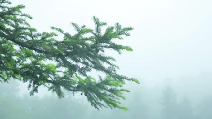 雨中的枞树树枝大雨树枝大山