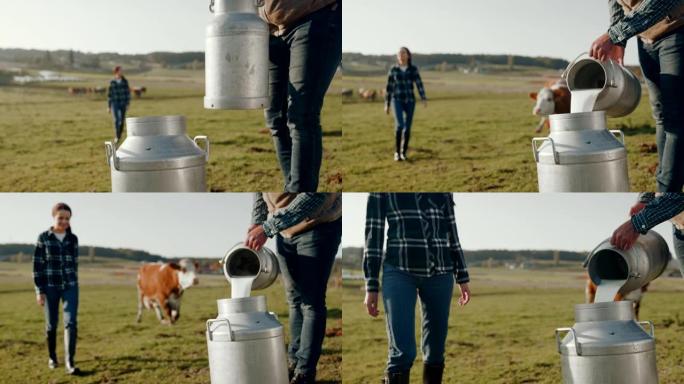 SLO MO夫妇的农民将牛奶倒入牧场的桶中