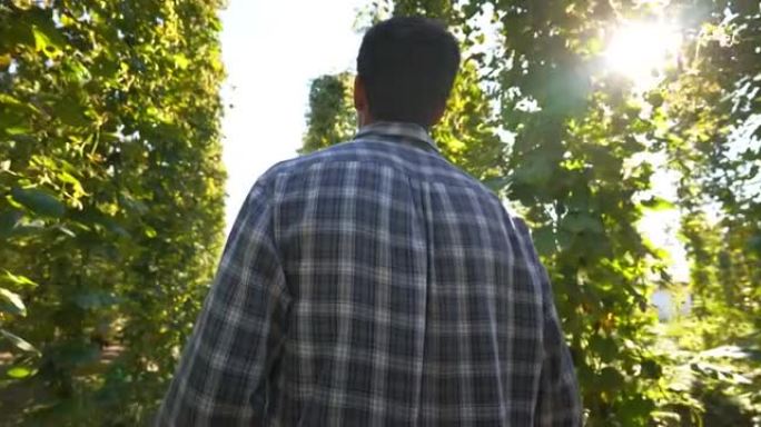 一位年轻的成功农民正在控制用于生态精酿啤酒厂高品质啤酒生产的生物生啤酒花种植园。