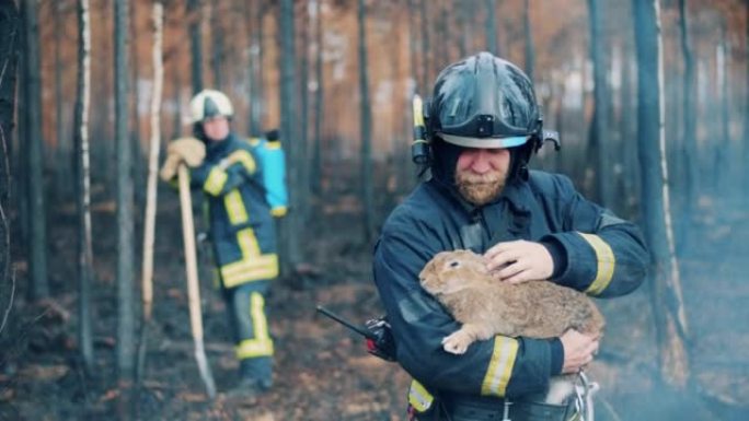 林地火区有消防员和一只获救的兔子