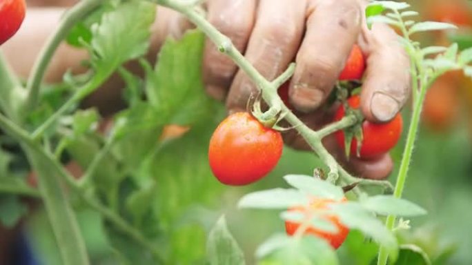 采摘成熟的番茄丰收西红柿圣女果