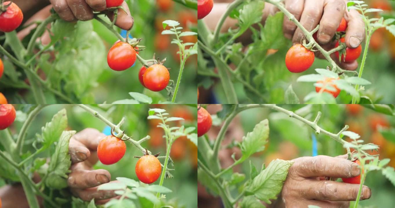 采摘成熟的番茄丰收西红柿圣女果