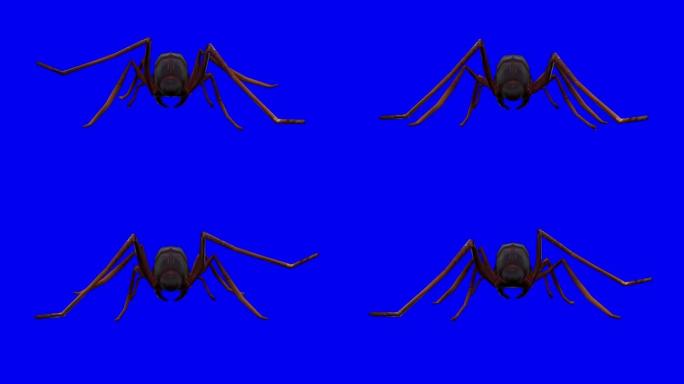 色度键上的慢动作行走蚂蚁。动物的概念，野生动物，游戏，返校，3d动画，短视频，电影，卡通，有机，色键