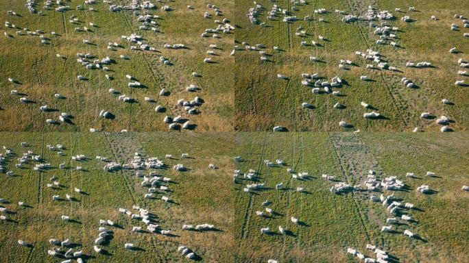 俯视图中的绿色田野上的空中绵羊
