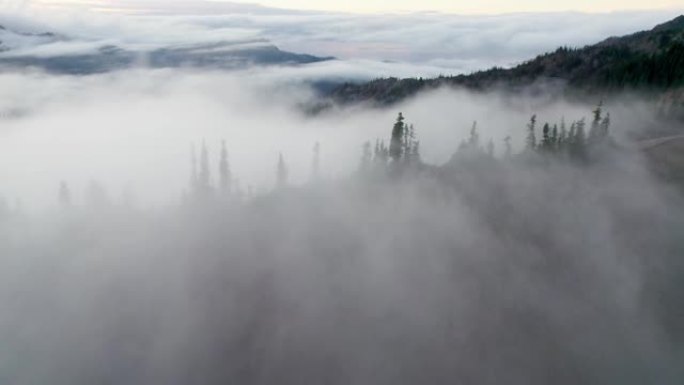 浓雾和云层中的山脉和树木。空中无人机射击。美国华盛顿州奥林匹克国家公园的飓风岭