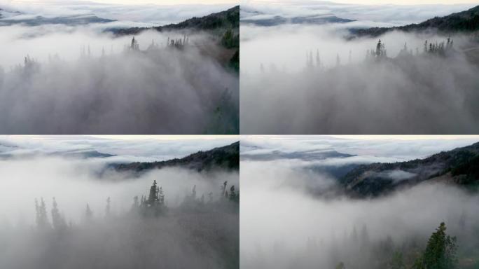 浓雾和云层中的山脉和树木。空中无人机射击。美国华盛顿州奥林匹克国家公园的飓风岭