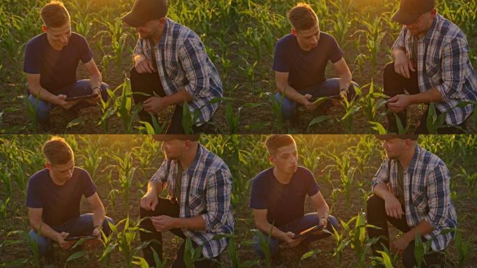SLO MO两兄弟农民检查玉米植物的质量