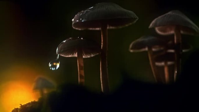 时间扭曲的水滴溅落在阳伞蘑菇上