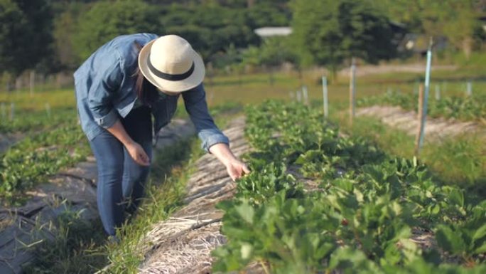 草莓农场的女农民检查草莓