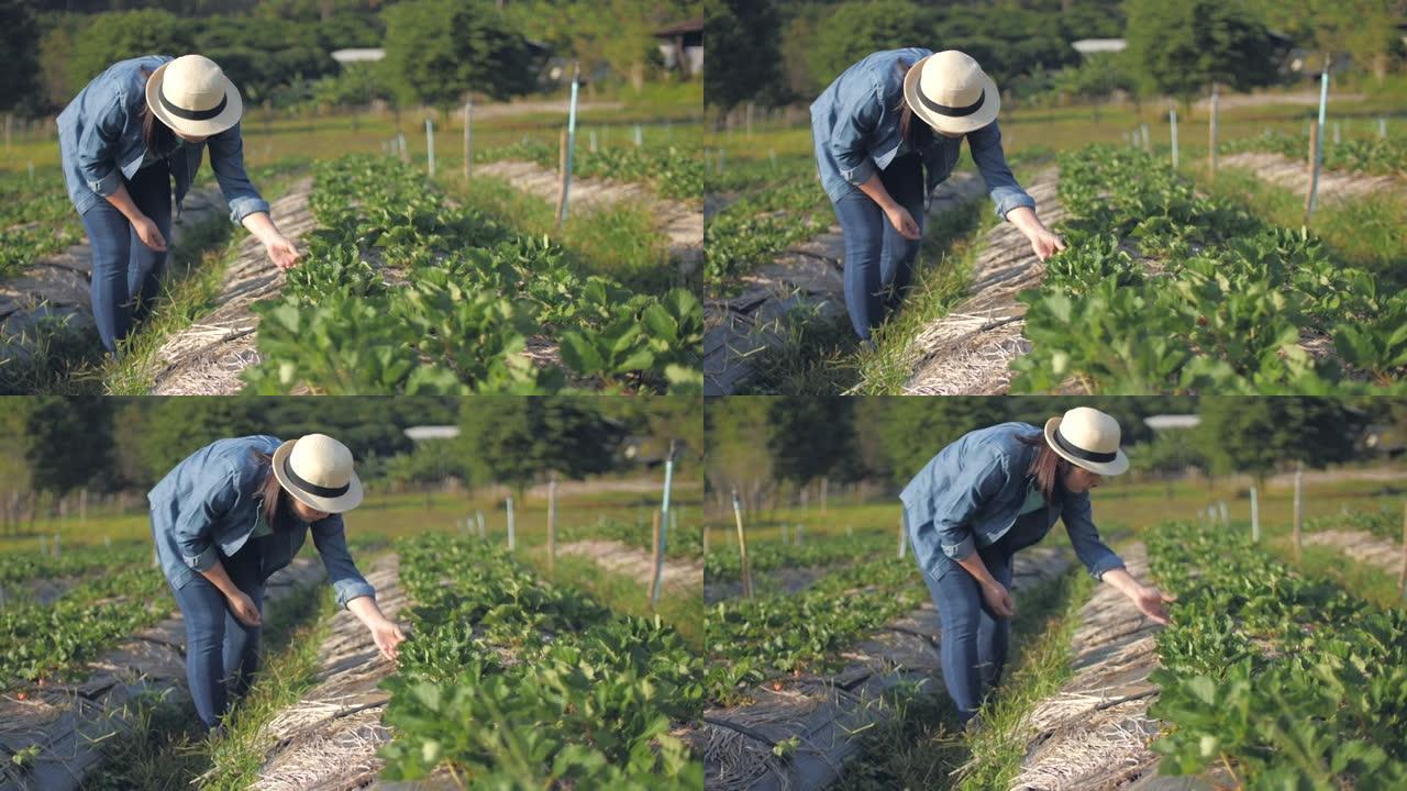 草莓农场的女农民检查草莓