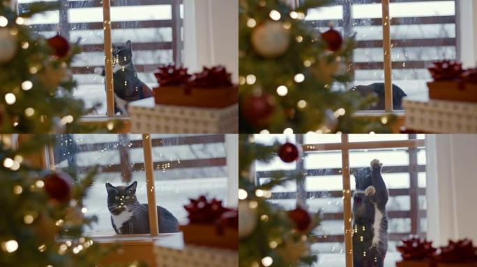 猫在玻璃门上刮擦礼品盒、窗口、家庭生活