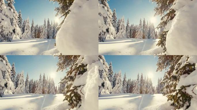 DS的阳光照亮了高地积雪覆盖的云杉树