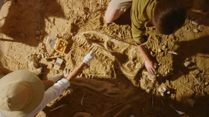 自上而下的视图: 两位伟大的古生物学家清理新发现的恐龙骨骼。考古学家发现了新物种的化石遗骸。考古发掘