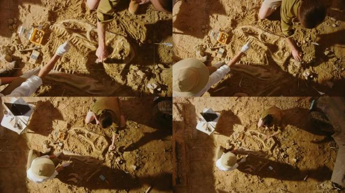 自上而下的视图: 两位伟大的古生物学家清理新发现的恐龙骨骼。考古学家发现了新物种的化石遗骸。考古发掘