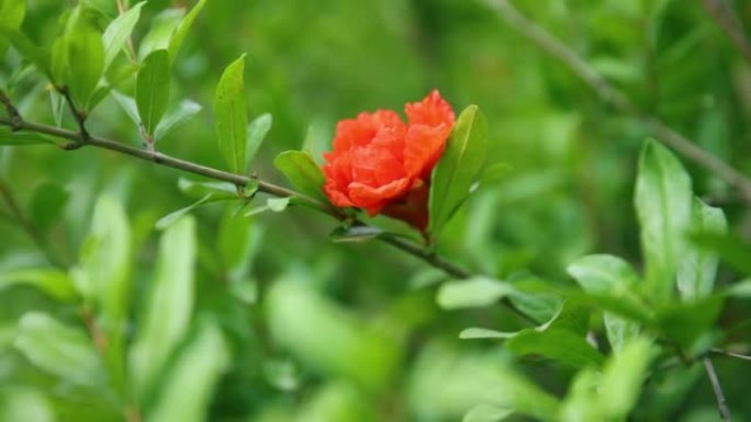 夏季的石榴花石榴花特写