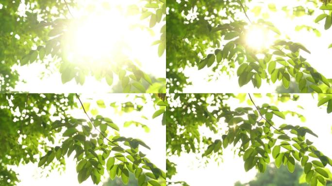 阳光透过热带树木的绿叶