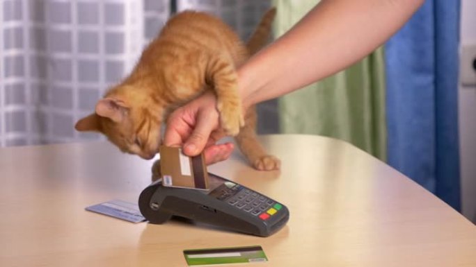 关闭Kitty分散所有者的注意力，同时使用支付终端完成购买