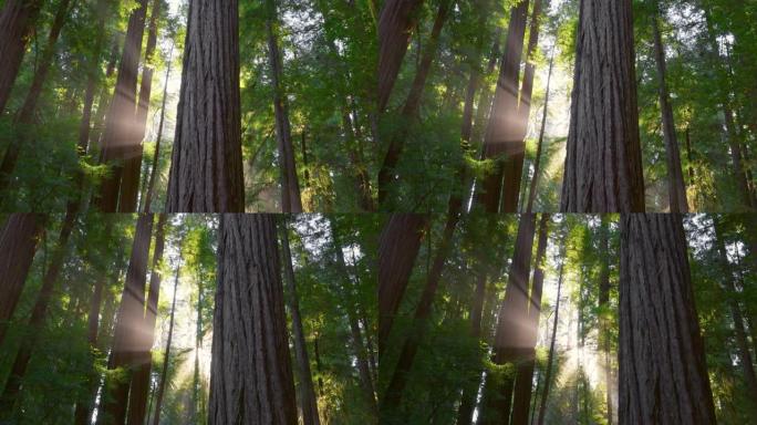 美国红木国家公园。太阳从红杉的树干中突破，形成雾相机中的阳光在红杉的巨大树干之间移动