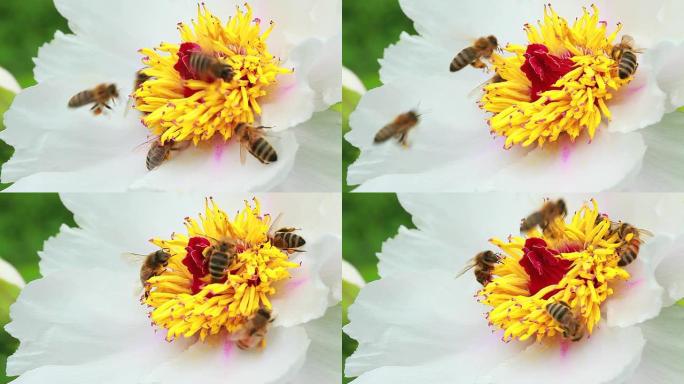 蜜蜂在花上工作的视频