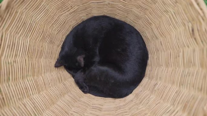 4k可爱的黑猫睡在篮子里俯视图