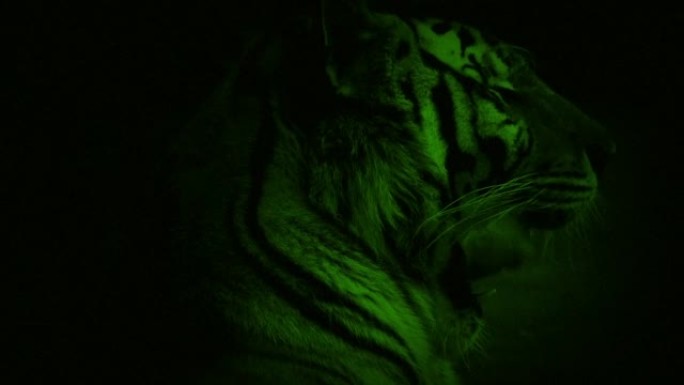 夜视相机-老虎用明亮的眼睛环顾四周