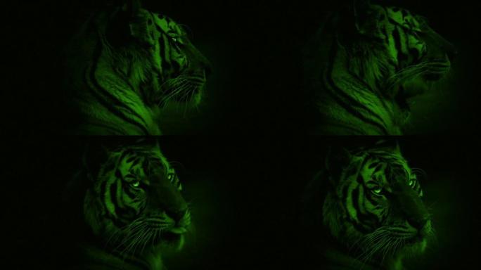 夜视相机-老虎用明亮的眼睛环顾四周