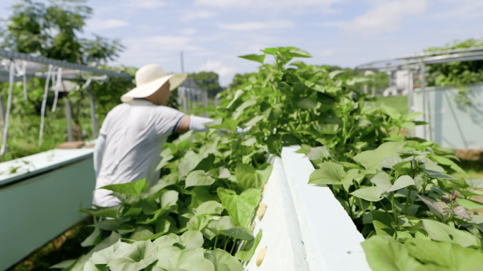 现代农业技术种植农作物