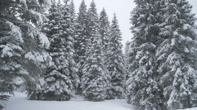 特写: 大云杉树被最近的一阵大雪覆盖。