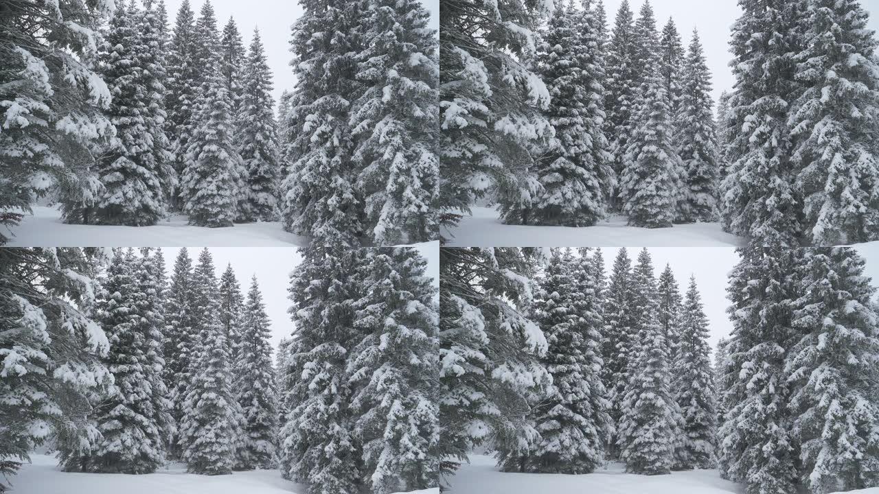 特写: 大云杉树被最近的一阵大雪覆盖。