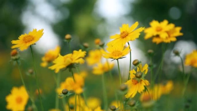 风中的黄色花朵美女花丛中野花草
